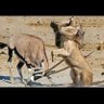 Boongoo Wa Kwa Uliwa's profile picture