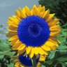 Фото профиля Argus Collingwood 🗽#KHive 💙💛🌻🇺🇦