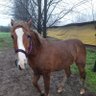 Josw Gal profil fotoğrafı