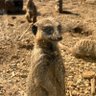 mxazco profil fotoğrafı