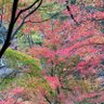 ほし profil fotoğrafı