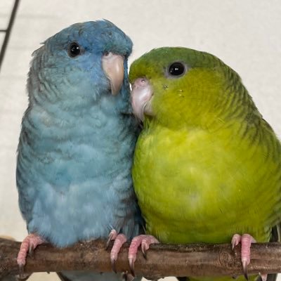 智恵@サザナミボーイズ's profile picture