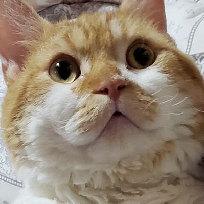 ラムキンのもやし君's profile picture