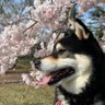 柴犬★蘭 profil fotoğrafı