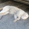 @JAS109 profil fotoğrafı