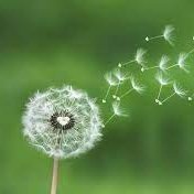 NFSCDandelion's profile picture