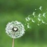 Фото профиля 蒲公英Dandelion