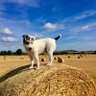 hugo dog profil fotoğrafı