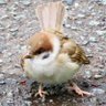 どんぐりクッキー profil fotoğrafı