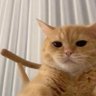 落ち着いて!'s profile picture