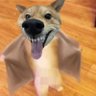 狂奔到腐烂就好 profil fotoğrafı