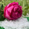 ماء الذهب profil fotoğrafı