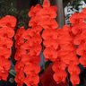 Фото профиля AKiKO | Japan