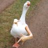 Hex1999's profile picture