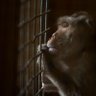 Macrophysiological System🐀 profil fotoğrafı