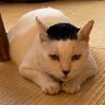 Фото профиля 猫好き和菓子屋「櫻園」さくらえん