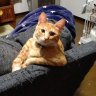 ぅさきち's profile picture