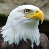 Diyaa Radwan profil fotoğrafı