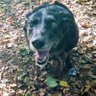 SpaceDog's profile picture