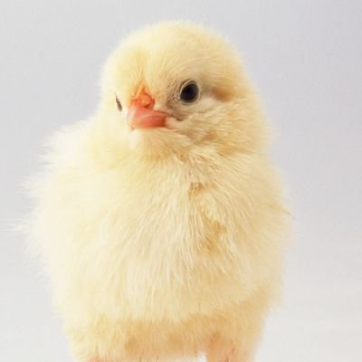 xinai0523's profile picture