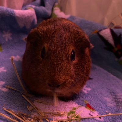 Crisssssss38371's profile picture