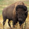 Фото профиля MoJo Buffalo