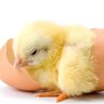Profilbild von FriedChickNTender