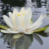 Shirley Hinze's profile picture