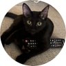Usher The Cat's profile picture