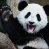 Panda's profile picture