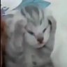 Димагоргон's profile picture