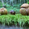 ソラトトモニ 的头像