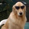 dexY's profile picture