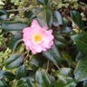 Camellia Japonica's profile picture