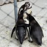 ミュウ 的头像