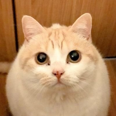 まさまさ(猫・小説)'s profile picture