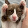 YAH ¦ {หย๊ะ🥺}​ profil fotoğrafı