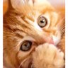 Rasha profil fotoğrafı