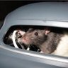 Candy_Raton2🐭's profile picture