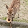 食べる小魚 profil fotoğrafı