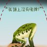 台湾蛙人智商研究中心's profile picture