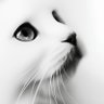 Profilbild von vfkomarov.bsky.social