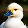 Фото профиля yes_ducks_rule