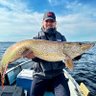 Tommi kortelainen's profile picture
