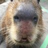capy0006co ^^'s profile picture