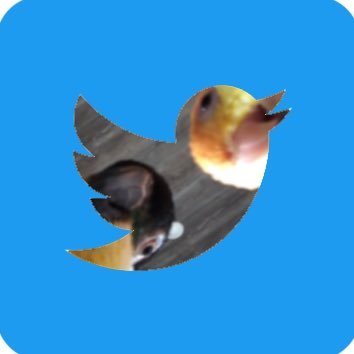 Rikuppoid's profile picture