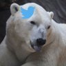 Profilbild von AT (Not a real polar bear). 