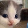 Profilbild von แมวเป้า