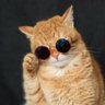 kucing_orange 的头像