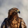 Фото профиля KIark888🦅🇦🇱